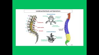 Lendenwirbelsäule und Spinalnerv  Strahlentherapie Prof Hilke Vorwerk [upl. by Publea]