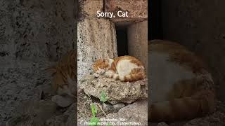 4K Sorry Cat shorts vienna cat catvideos catlover catholic catshorts turkey 고양이 [upl. by Ettenahc]