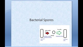 Microbiology 042 a Bacterial sprores endospore sporulation sporogenesis germination demonstration [upl. by Couchman]