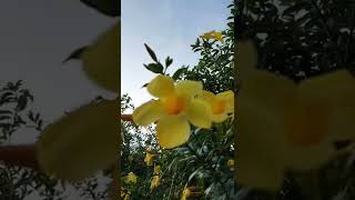 Amazing Yellow Bells Tecoma Stans Flowering Plant shorts shortsvideo yellowbell [upl. by Ahsennek]