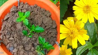 Wedelia Trilobata  Outdoor Hanging Creeping Plant  Wedelia Propagation amp Care Tips  RM Garden [upl. by Fesuoy]