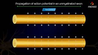 Propagation of action potential in an unmyelinated axon  Animated medical physiology [upl. by Elockcin]