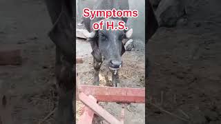 HS I symptoms of HS l dr Umar khan [upl. by Mik794]