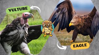 EAGLE VS VULTURE  Which is The Strongest [upl. by Reisch260]