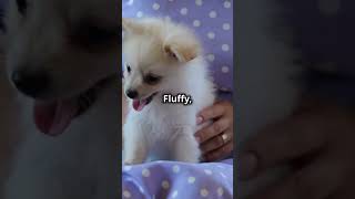 Top 5 Cutest Dog Breeds [upl. by Niamor]