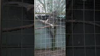 Swinging Lanner Falcon shorts animals cute funny birds [upl. by Lipski]