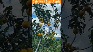 Caimito starapple caimito fruits fruit agriculture fruitcutting starapple foryou shorts [upl. by Hsenid]