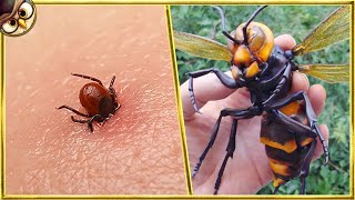 30 Most Dangerous Insects In The World [upl. by Uriia471]