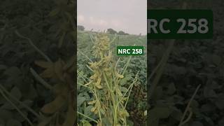 सोयाबीन की NRC 258 किस्म soybean ki 258 variety mo9993682345 top verayti soyabean soybeanfarming [upl. by Rosenwald]