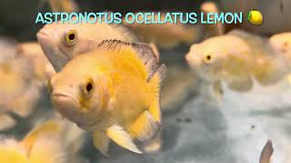 Astronotus ocellatus LEMON 🍋 [upl. by Ahsiekit]