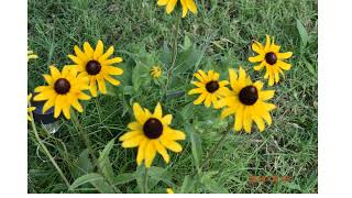 Black Eyed Susans [upl. by Alleram265]