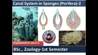 Canal System in Sponges 2Types of Canal System in SpongesPhylum Porifera HSR Bioinfo [upl. by Hyacintha425]