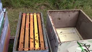 MVI 2164  Pt 1 To many bees to see a queen Hive filled with eggs brood amp stores [upl. by Schaab]