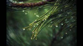 Suoni rilassanti della pioggia sulle foglie degli alberi Binaural recording asmr [upl. by Lesig206]