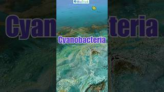 What is Cyanobacteria  Kingdom Monera  Biological Classification  Class11 Biology  NCERT [upl. by Selin]