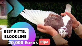 Best Kittel One Of The Great Racing Pigeons Bloodline In The World Auction Is Going On In Pipa [upl. by Etiam]