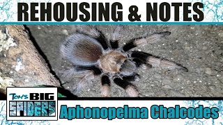 Aphonopelma chalcodes quotArizona Blondequot Rehouse and Notes [upl. by Ynalem]