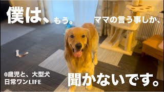 【0歳児と大型犬】急にママの言う事しか聞かない愛犬の日常♯2 [upl. by Naeroled709]