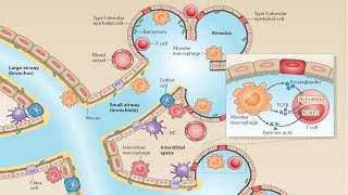 Barrier Surfaces of the Innate Immune System [upl. by Voorhis]