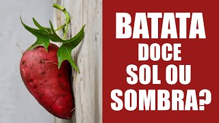 BATATA DOCE GOSTA DE SOL OU SOMBRA [upl. by Eibo]