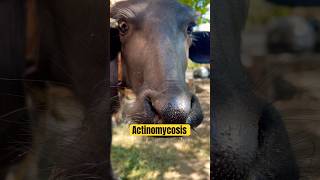 Actinomycosis diseases in buffalo calf  Vet care official animal disease shorts viralvideo [upl. by Jyoti652]