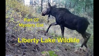 Liberty Lake Wildlife Part 22 Mystery Cat [upl. by Aldred360]