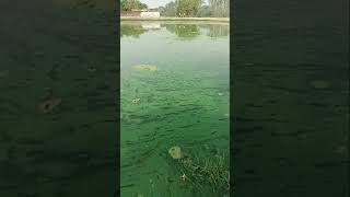 Algal Blooms Of Pond in village alage AlgalBlooms Pond village beautyinvillage [upl. by Walt]