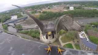 Peregrine Falcon Banding [upl. by Nosreve]