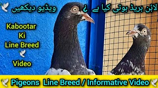 Pigeon Line Breed Nuskha  pigeons Line Breed Nuskha video [upl. by Anelram]