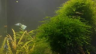 Aquascaping Nanocube Update zur WassertrÃ¼bung 2021 [upl. by Noyar]