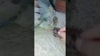 anakan burung punai galak 💯‼️shordvideoburungpunai [upl. by Ruperta371]