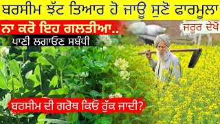 ਗੱਲ ਸੁਣਨ ਵਾਲੀ ਹੈ • berseem ki kheti  berseem farming  agri advice [upl. by Hailey233]