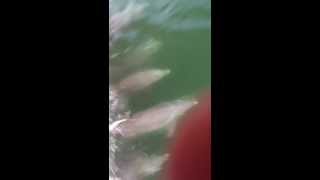 SunVenture destin dolphin cruise video [upl. by Reema]