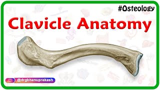 Clavicle Anatomy Animation  General features Osteology Attachments Development clinical anatomy [upl. by Corkhill]