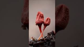 Photographing Slime Molds [upl. by Yraek]