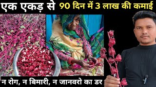 अमारी की खेती 90 दिन में एक एकड़ में 3 लाख की कमाई Roselle Farming Roselle [upl. by Gereron]