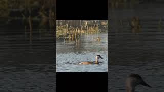 Pato colorado  Red crested pochard [upl. by Reneta]