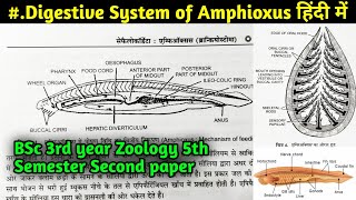 Digestive System of Amphioxus in Hindi  BSc 3rd year Zoology 5th Semester Second paper [upl. by Irotal461]