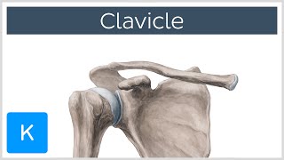 Clavicle Bone  Location Definition amp Function  Human Anatomy  Kenhub [upl. by Epolulot]