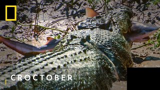 The Croc That Ate Jaws  Croctober  National Geographic WILD [upl. by Aenet]