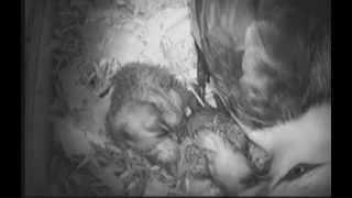 Nest Box Camera Yellow Backed Cattering Lories [upl. by Range]