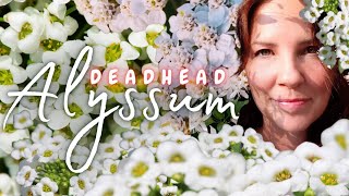 Deadhead Alyssum 💀✂️ [upl. by Ahseenyt]