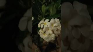 My kalachuchi plumeria plant fragrance beatiful trending amazing viral satisfying short [upl. by Saoj]