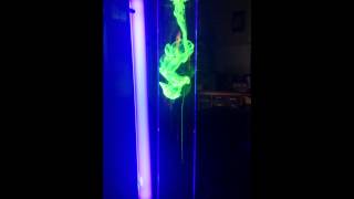 Fluorescein shown under UV light [upl. by Norma346]