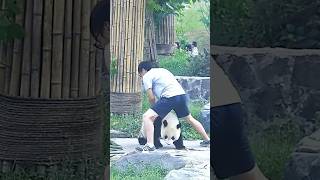 Daily Life in a Panda Sanctuaryquot quot판다 보호구역의 일상 이야기quot cute panda animals funny pandafans [upl. by Allets]