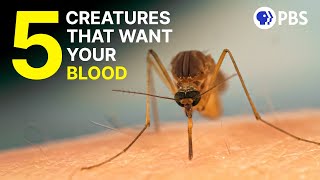 The Bizarre Biology of 5 Bloodsucking Creatures  Deep Look [upl. by Nagad890]