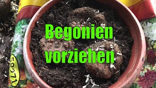 Begonien vorziehen  ExotenKnollen sollten vorgezogen werden  Zwiebeln Knollen und Rhizome 1 [upl. by Colston]