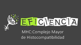 MHC Complejo Mayor de Histocompatibilidad Reconocer lo Propio de lo Extraño [upl. by Octavius]