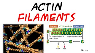 Actin filaments  structure and assembly [upl. by Dahs]