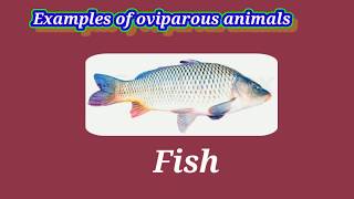 Viviparous and oviparous animals 8th class [upl. by Dloreg642]